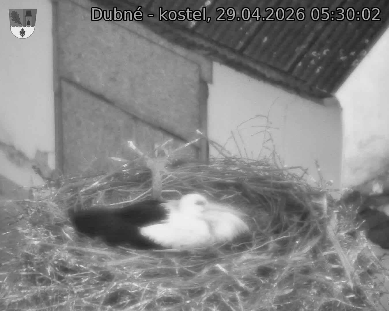 Capi_Dubne_20260429_053002.jpg (1350&nbsp;x&nbsp;1080)