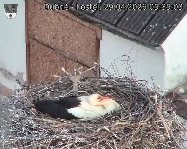 Capi_Dubne_20260429_053503.jpg (1350&nbsp;x&nbsp;1080)