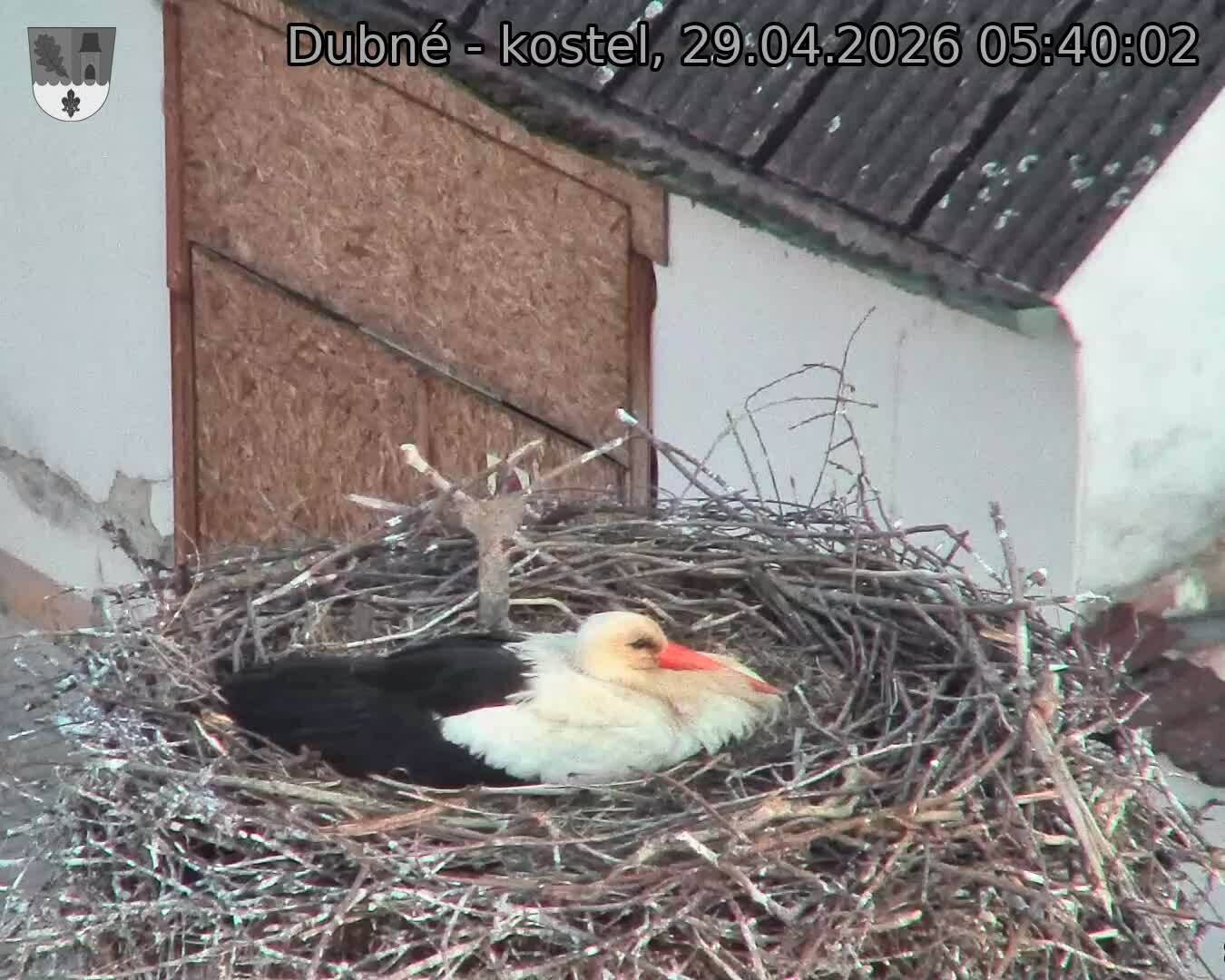 Capi_Dubne_20260429_054002.jpg (1350&nbsp;x&nbsp;1080)