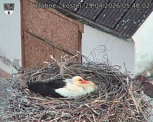 Capi_Dubne_20260429_054002.jpg (1350&nbsp;x&nbsp;1080)