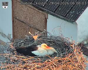 Capi_Dubne_20260429_060003.jpg (1350&nbsp;x&nbsp;1080)