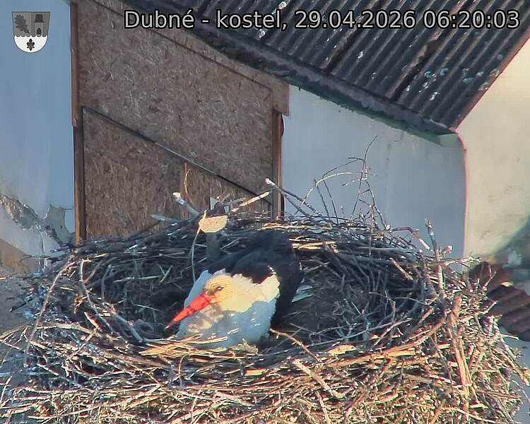 Capi_Dubne_20260429_062003.jpg (1350&nbsp;x&nbsp;1080)