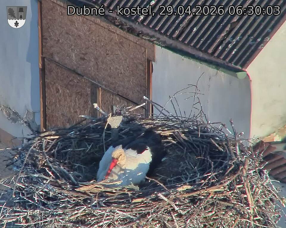 Capi_Dubne_20260429_063003.jpg (1350&nbsp;x&nbsp;1080)