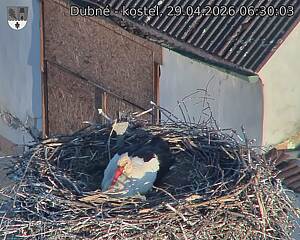 Capi_Dubne_20260429_063003.jpg (1350&nbsp;x&nbsp;1080)