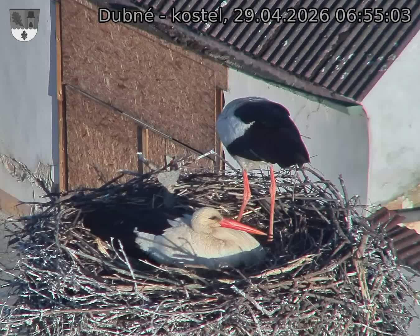 Capi_Dubne_20260429_065503.jpg (1350&nbsp;x&nbsp;1080)