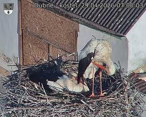 Capi_Dubne_20260429_070003.jpg (1350&nbsp;x&nbsp;1080)