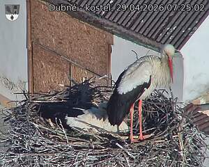 Capi_Dubne_20260429_072502.jpg (1350&nbsp;x&nbsp;1080)