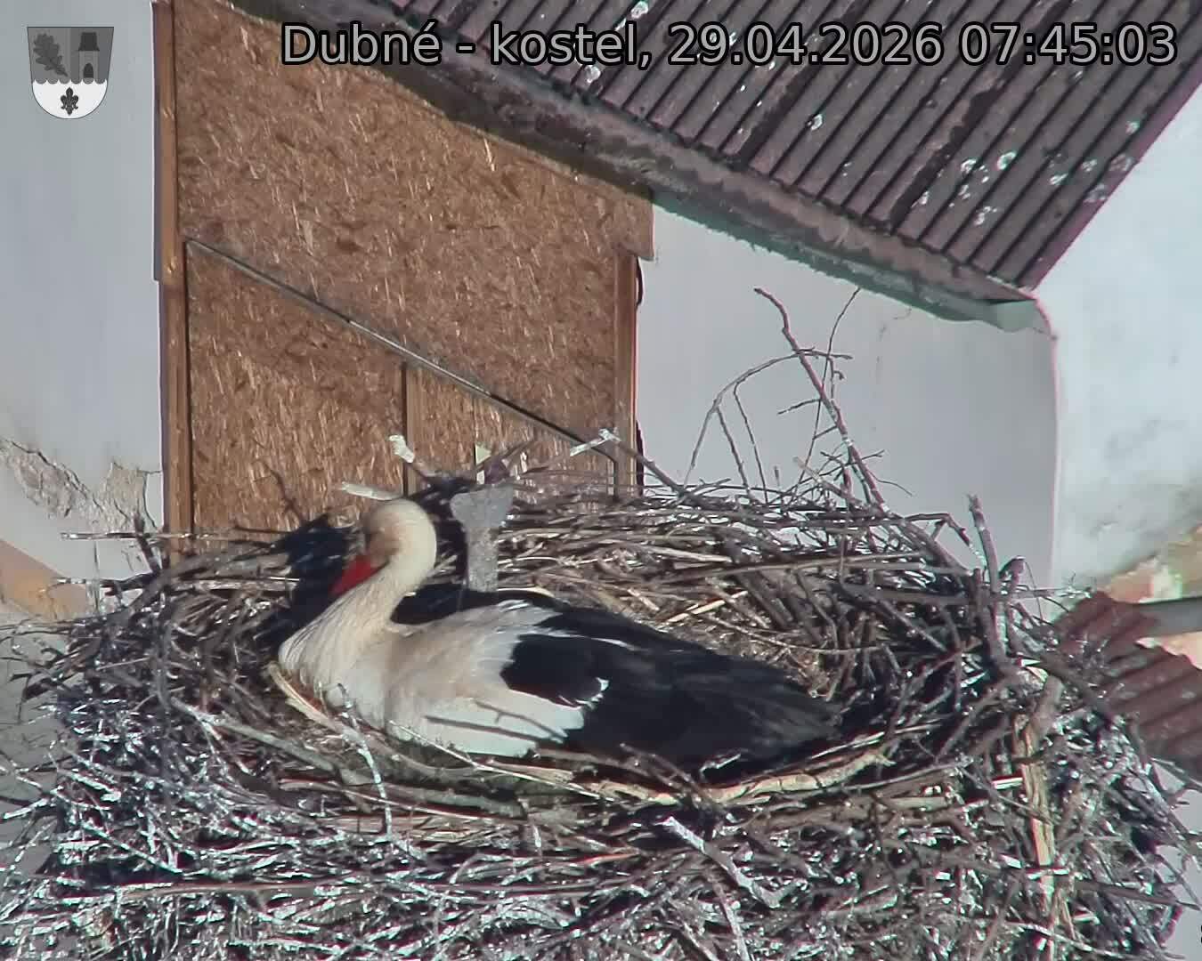 Capi_Dubne_20260429_074503.jpg (1350&nbsp;x&nbsp;1080)