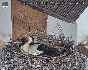 Capi_Dubne_20260429_074503.jpg (1350&nbsp;x&nbsp;1080)