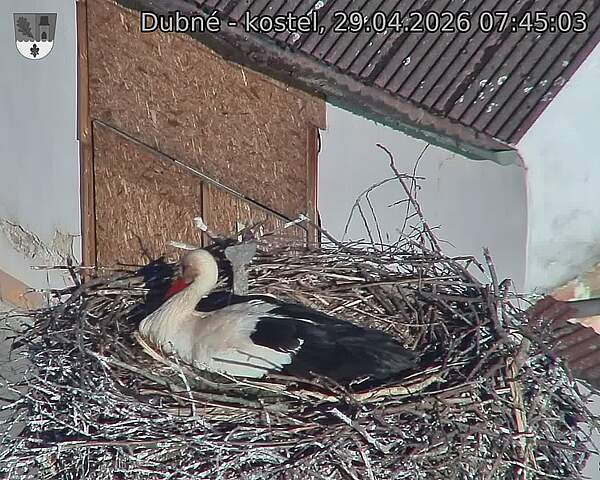 Capi_Dubne_20260429_074503.jpg (1350&nbsp;x&nbsp;1080)