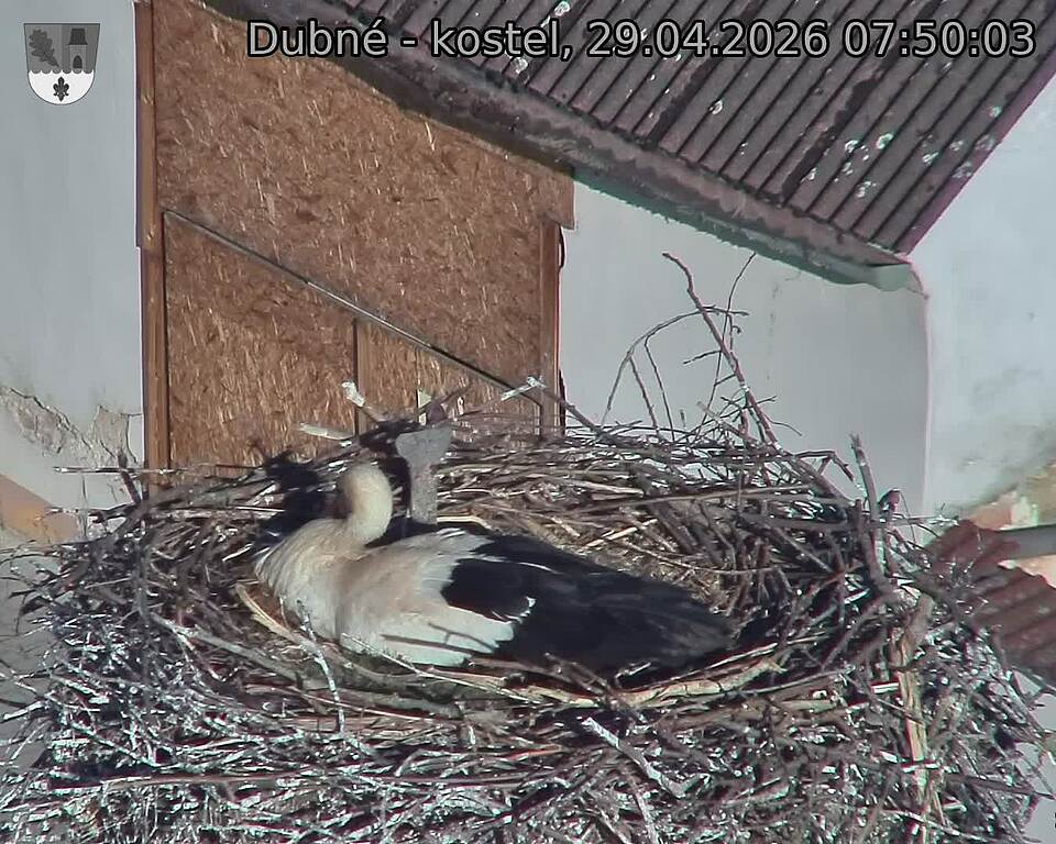 Capi_Dubne_20260429_075003.jpg (1350&nbsp;x&nbsp;1080)