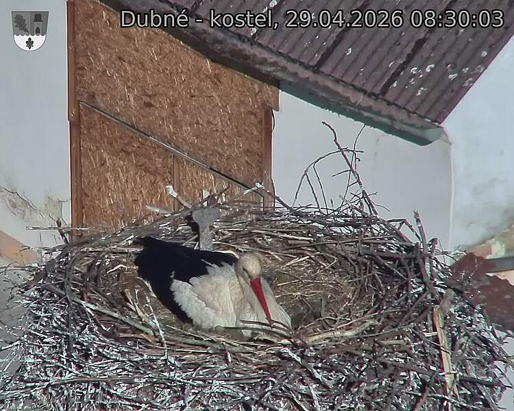 Capi_Dubne_20260429_083003.jpg (1350&nbsp;x&nbsp;1080)