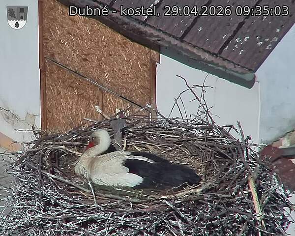 Capi_Dubne_20260429_093503.jpg (1350&nbsp;x&nbsp;1080)