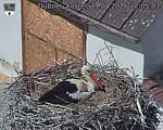 Capi_Dubne_20260429_120503.jpg
