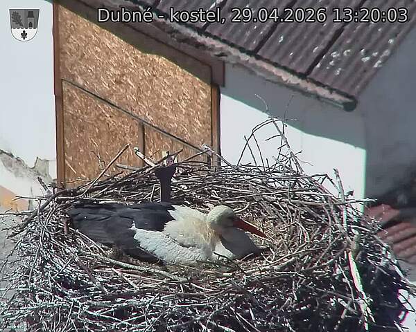 Capi_Dubne_20260429_132003.jpg (1350&nbsp;x&nbsp;1080)