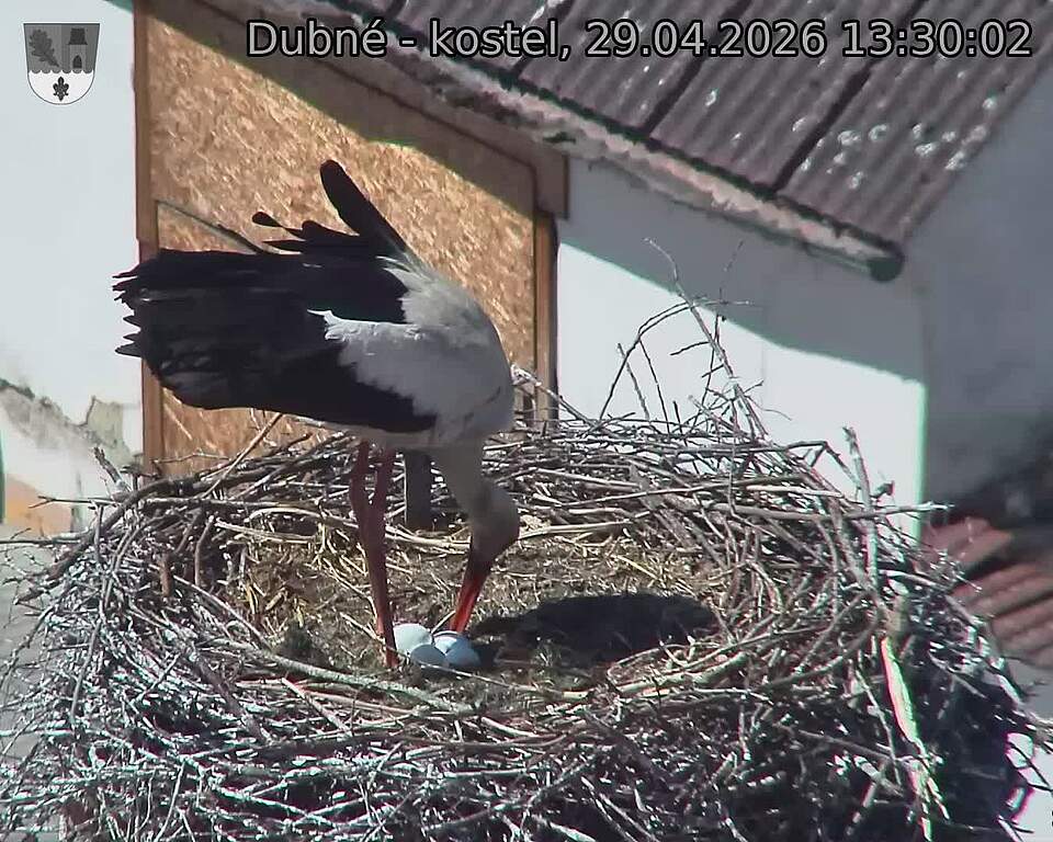 Capi_Dubne_20260429_133003.jpg (1350&nbsp;x&nbsp;1080)