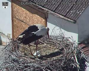 Capi_Dubne_20260429_140003.jpg (1350&nbsp;x&nbsp;1080)