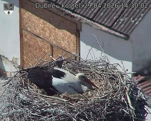 Capi_Dubne_20260429_143002.jpg (1350&nbsp;x&nbsp;1080)