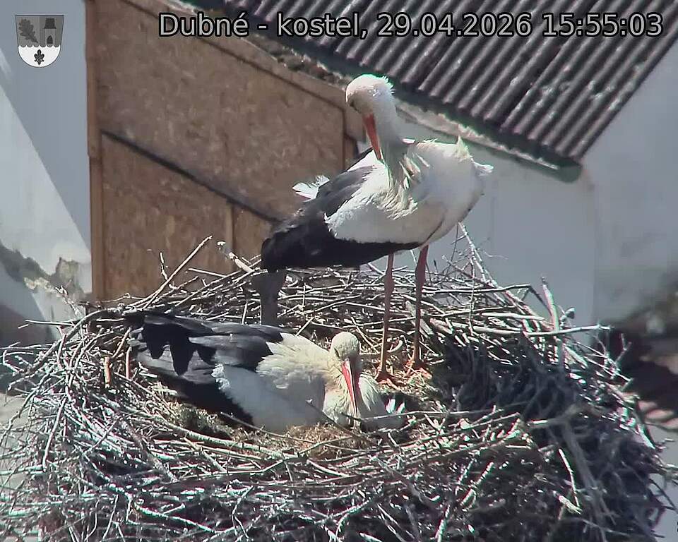 Capi_Dubne_20260429_155503.jpg (1350&nbsp;x&nbsp;1080)