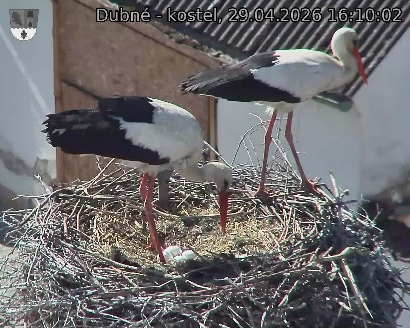 Capi_Dubne_20260429_161002.jpg (1350&nbsp;x&nbsp;1080)