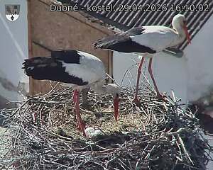 Capi_Dubne_20260429_161002.jpg (1350&nbsp;x&nbsp;1080)