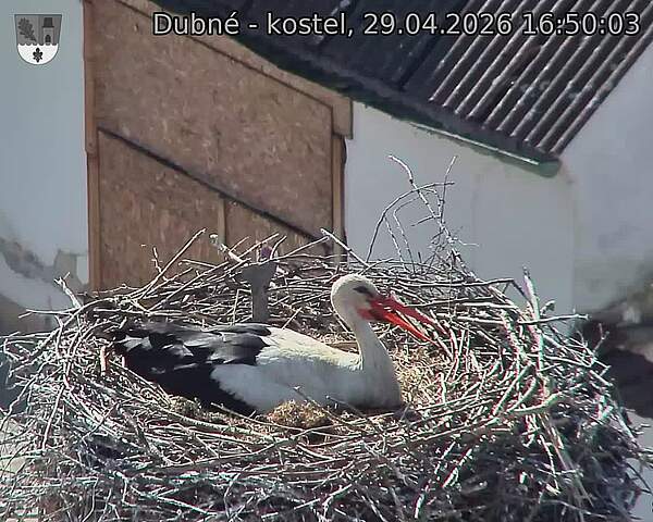 Capi_Dubne_20260429_165003.jpg (1350&nbsp;x&nbsp;1080)