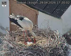 Capi_Dubne_20260429_172002.jpg (1350&nbsp;x&nbsp;1080)