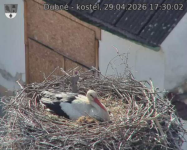 Capi_Dubne_20260429_173002.jpg (1350&nbsp;x&nbsp;1080)