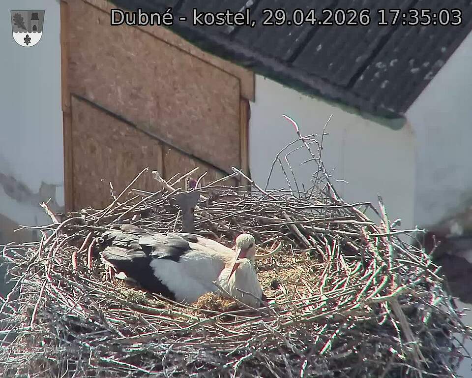 Capi_Dubne_20260429_173503.jpg (1350&nbsp;x&nbsp;1080)