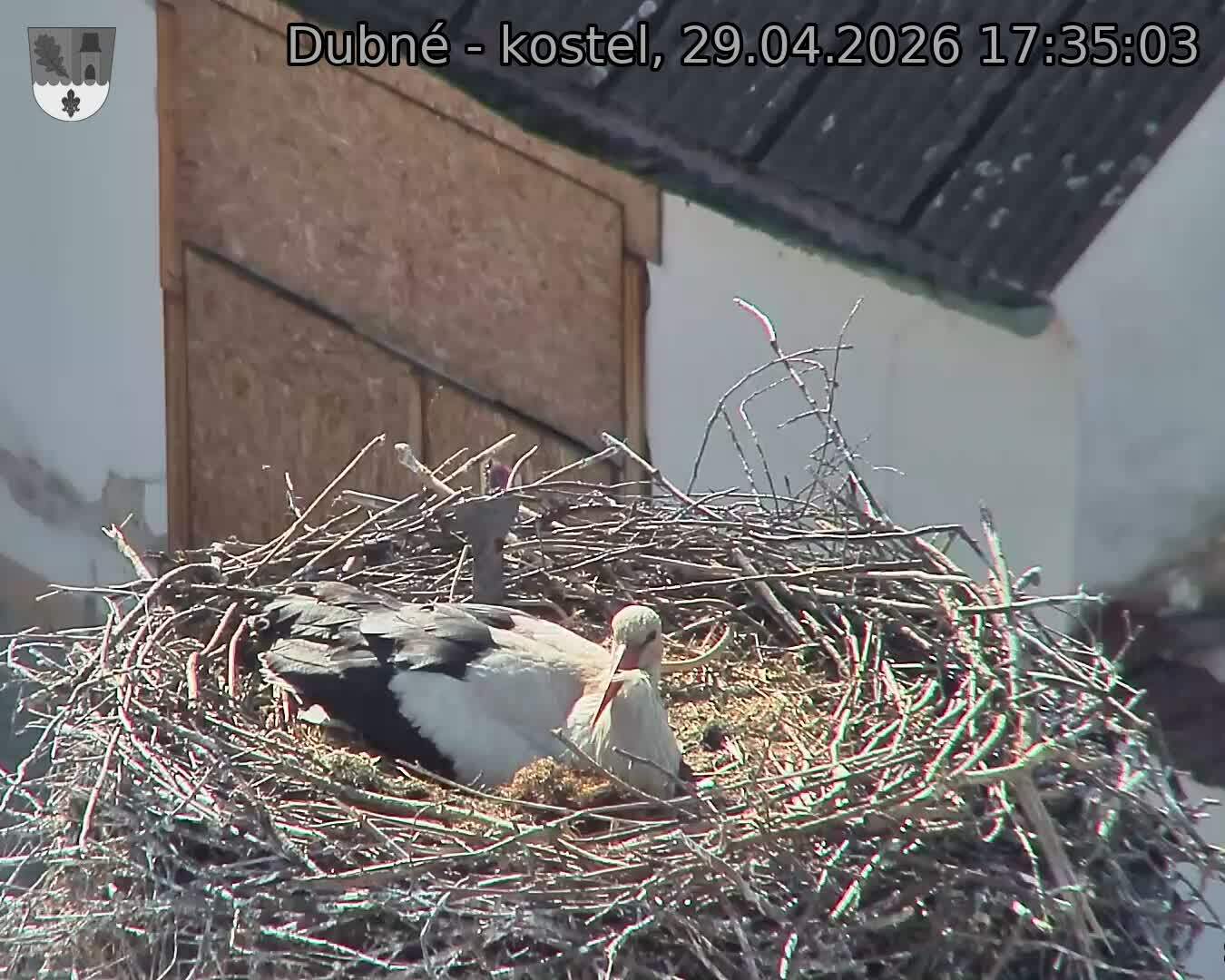 Capi_Dubne_20260429_173503.jpg (1350&nbsp;x&nbsp;1080)