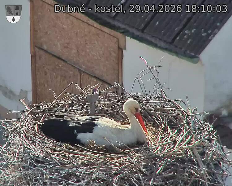 Capi_Dubne_20260429_181003.jpg (1350&nbsp;x&nbsp;1080)