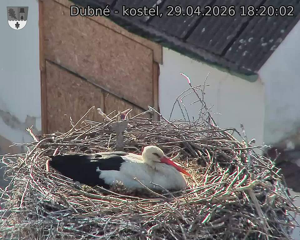 Capi_Dubne_20260429_182002.jpg (1350&nbsp;x&nbsp;1080)