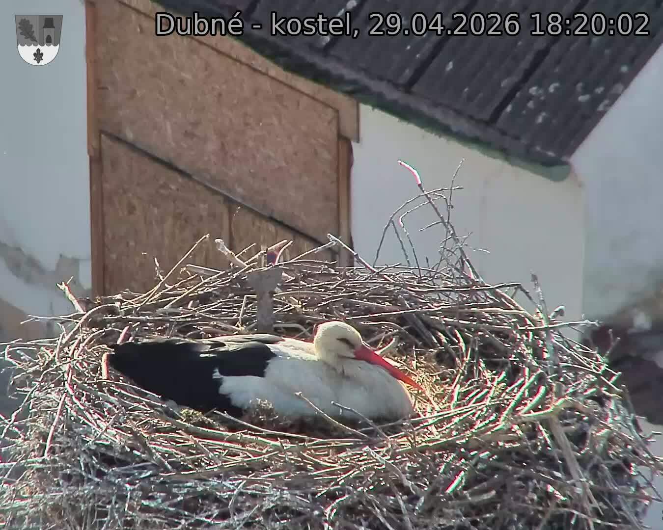 Capi_Dubne_20260429_182002.jpg (1350&nbsp;x&nbsp;1080)