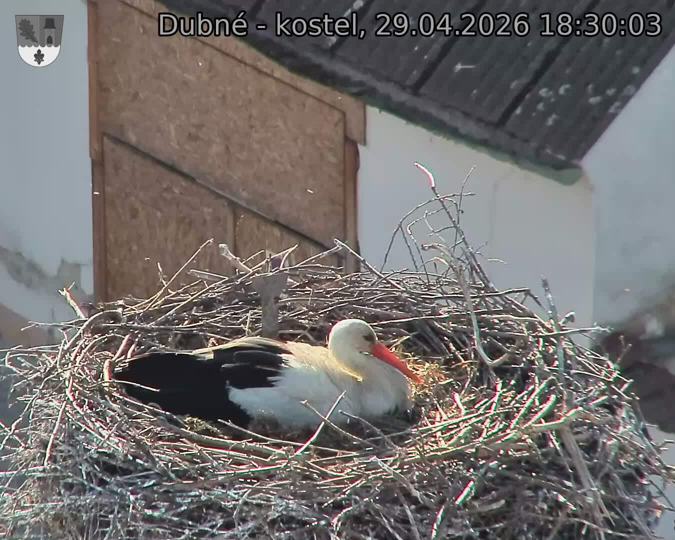 Capi_Dubne_20260429_183003.jpg (1350&nbsp;x&nbsp;1080)