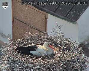 Capi_Dubne_20260429_183003.jpg (1350&nbsp;x&nbsp;1080)