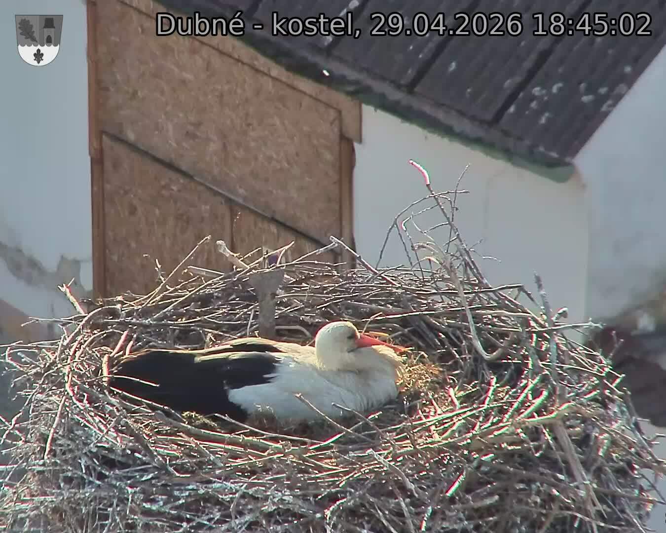 Capi_Dubne_20260429_184502.jpg (1350&nbsp;x&nbsp;1080)