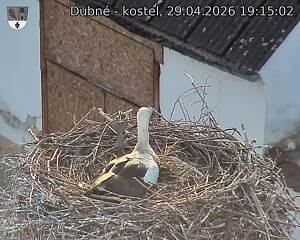 Capi_Dubne_20260429_191502.jpg (1350&nbsp;x&nbsp;1080)