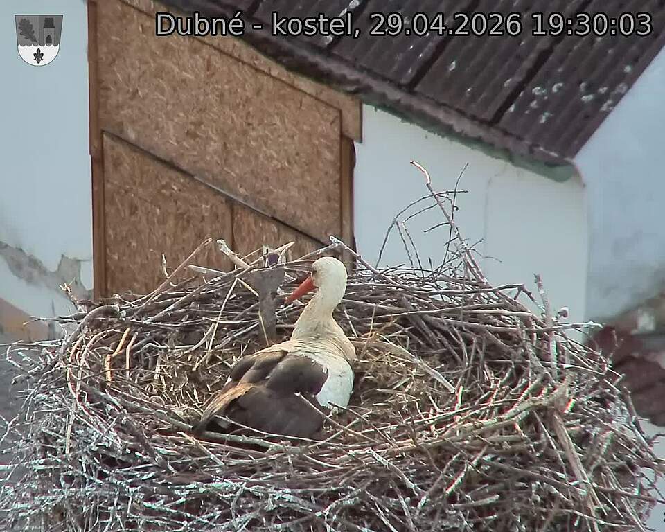 Capi_Dubne_20260429_193003.jpg (1350&nbsp;x&nbsp;1080)