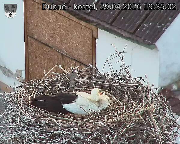 Capi_Dubne_20260429_193502.jpg (1350&nbsp;x&nbsp;1080)