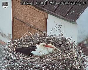 Capi_Dubne_20260429_201003.jpg (1350&nbsp;x&nbsp;1080)