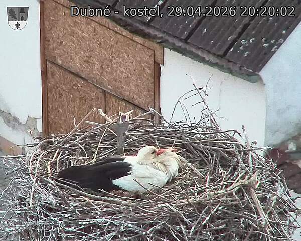 Capi_Dubne_20260429_202002.jpg (1350&nbsp;x&nbsp;1080)