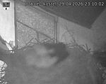 Capi_Dubne_20260429_231002.jpg