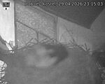 Capi_Dubne_20260429_231503.jpg