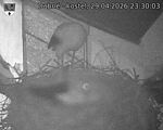 Capi_Dubne_20260429_233003.jpg