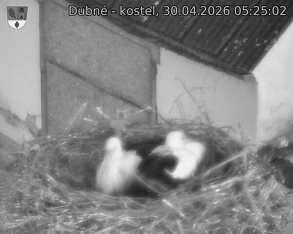 Capi_Dubne_20260430_052502.jpg (1350&nbsp;x&nbsp;1080)