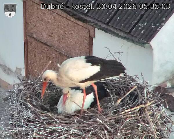 Capi_Dubne_20260430_053503.jpg (1350&nbsp;x&nbsp;1080)