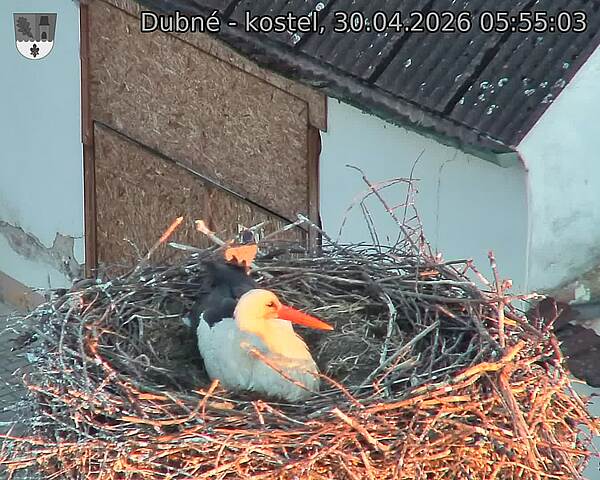 Capi_Dubne_20260430_055503.jpg (1350&nbsp;x&nbsp;1080)