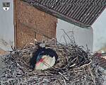 Capi_Dubne_20260430_073503.jpg