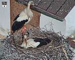 Capi_Dubne_20260430_083503.jpg