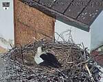 Capi_Dubne_20260430_102003.jpg